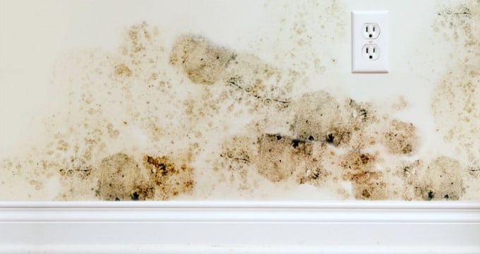 mold on the walls in the home