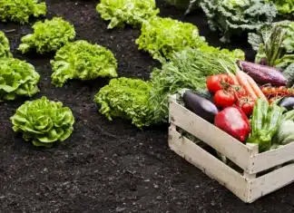 Is It Worth Starting Your Own Home Garden Market home vegetable garden